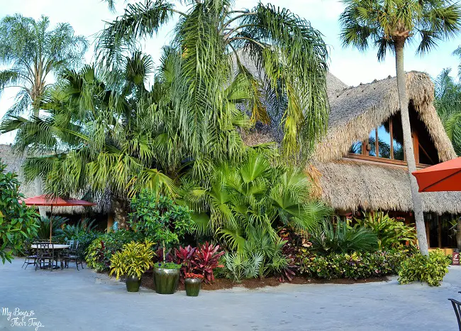 Discovery Cove buffet