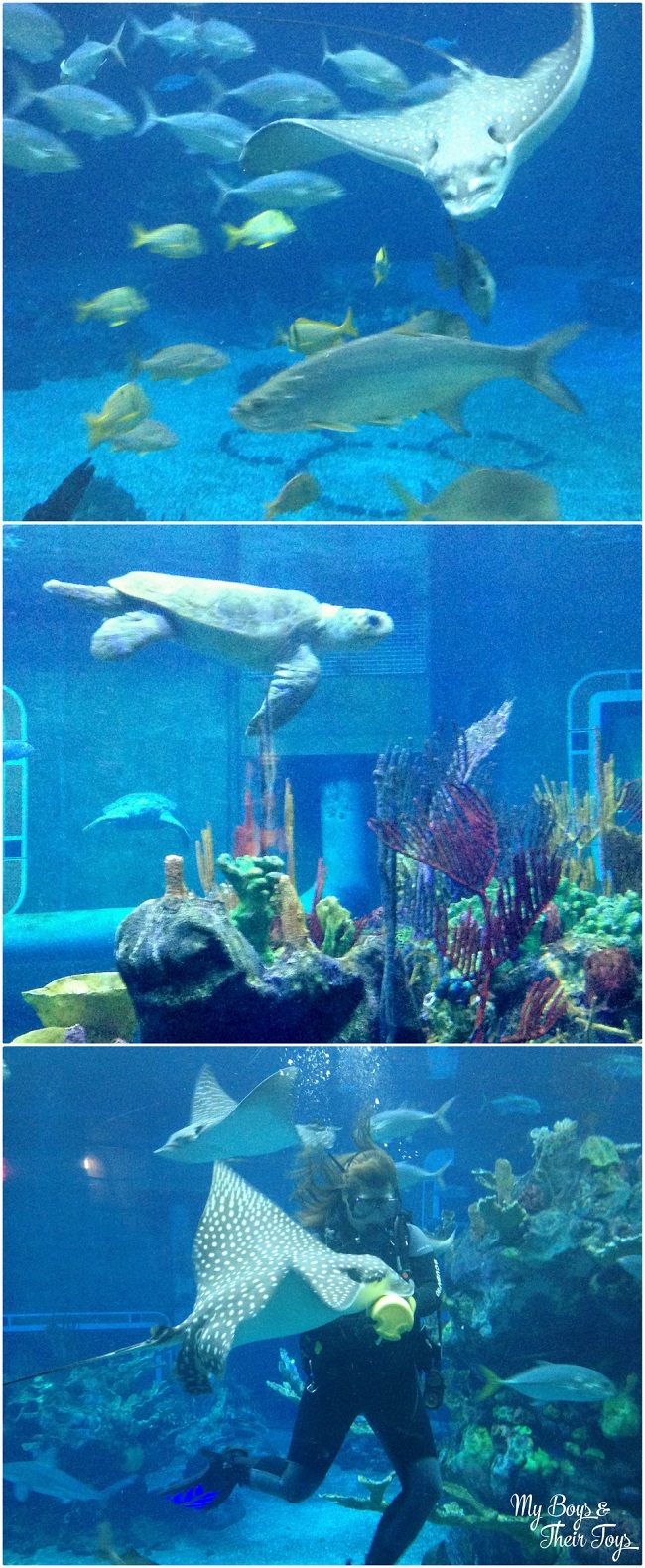 The Seas aquarium