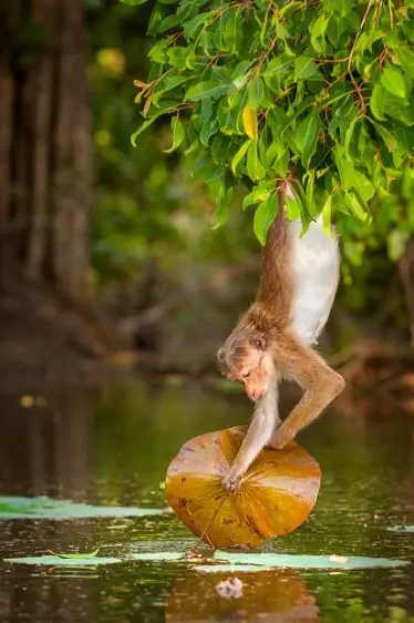 monkeykingdom