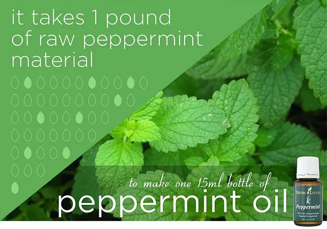 peppermint essential oil