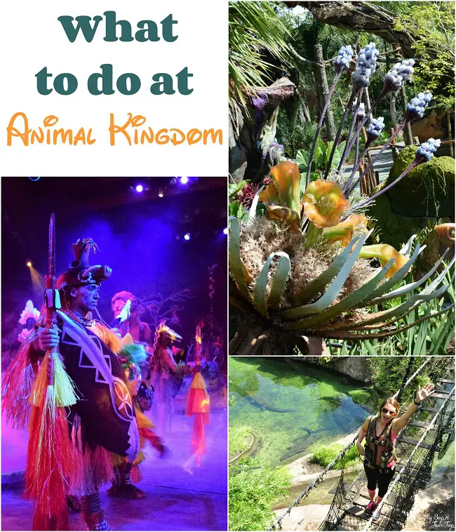 what to do at animal kingdom